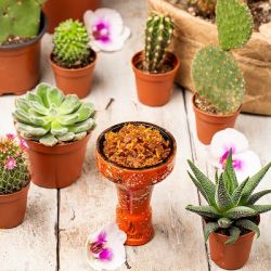    Burn Cactus 25  ()