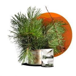 ����� �/������� Peter Ralf (����) Midnight Forest 50��. ��